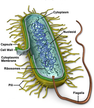 2121_Composition of a typical prokaryotic cell.png